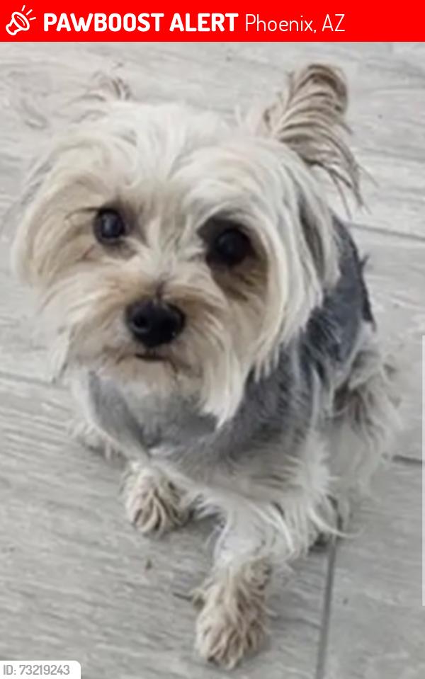 Lost Female Dog last seen 37th ave Campbell phx as, Phoenix, AZ 85019