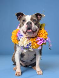Shelter Stray Female Dog last seen Near Lafayette LN, Atlanta, GA, 1251 Fulton Industrial Blvd NW, Atlanta, GA 30336, USA