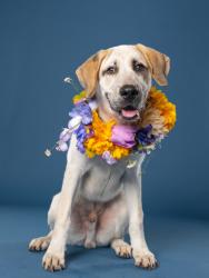 Shelter Stray Male Dog last seen Near Quincy Loop, Fairburn, GA, 1251 Fulton Industrial Blvd NW, Atlanta, GA 30336, USA