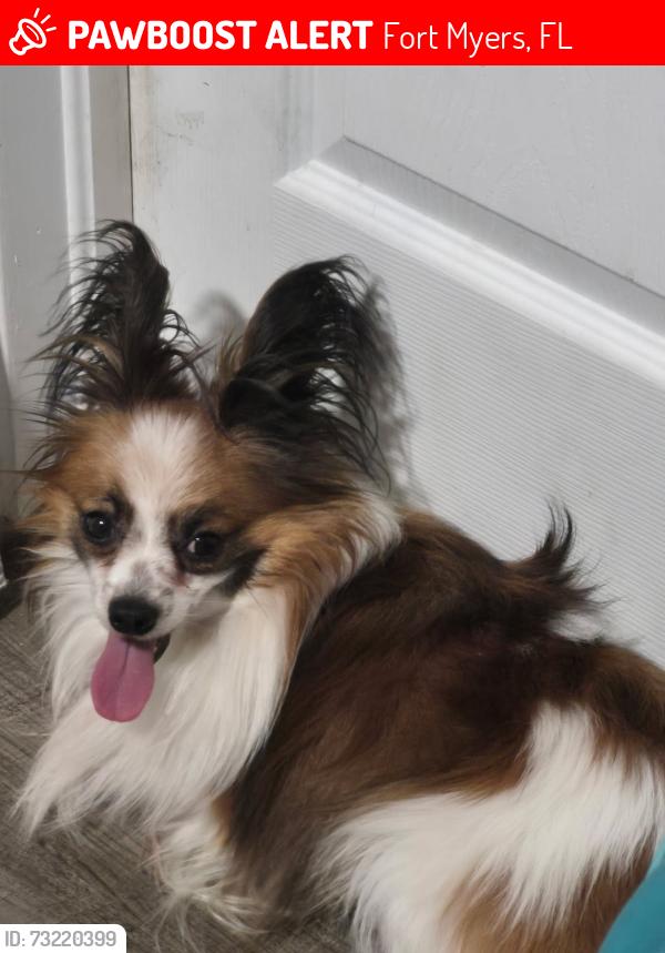 Lost Male Dog last seen Homestead Lane, Fort Myers, FL 33905