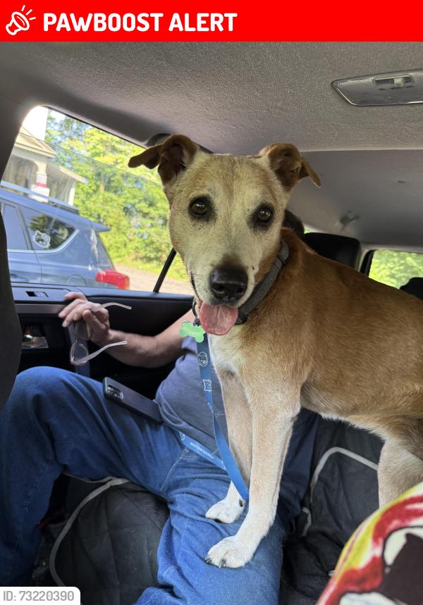 Lost Female Dog last seen Route 79, Slaterville Springs, NY 14881