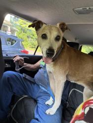 Lost Female Dog last seen Route 79, Slaterville Springs, NY 14881