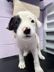 Shelter Stray Female Dog last seen Near Railroad Dr, CITY of El Paso, TX, 5001 Fred Wilson Ave, El Paso, TX 79906, USA