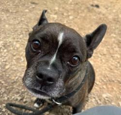 Shelter Stray Male Dog last seen Near Redan Road, 30032, GA, 3280 Chamblee Dunwoody Rd, Chamblee, GA 30341, USA
