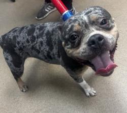 Shelter Stray Female Dog last seen Salem Rd & Panola RdStonecrest, GA 30038, 30038, GA, 3280 Chamblee Dunwoody Rd, Chamblee, GA 30341, USA
