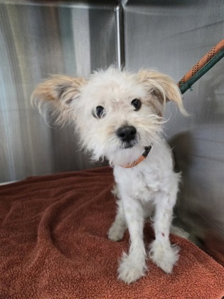 Shelter Stray Male Dog last seen Near East Bound after Grand Lake Exit, Oakland, CA, 1101 29th Ave, Oakland, CA 94601, USA