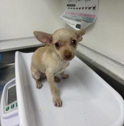 Shelter Stray Unknown Dog last seen Near royal ann st, Oakland, CA, 1101 29th Ave, Oakland, CA 94601, USA