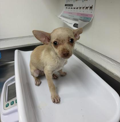 Shelter Stray Unknown Dog last seen Near royal ann st, Oakland, CA, 1101 29th Ave, Oakland, CA 94601, USA