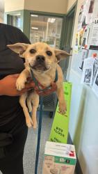 Shelter Stray Female Dog last seen Near 7th St., Oakland,, 1101 29th Ave, Oakland, CA 94601, USA