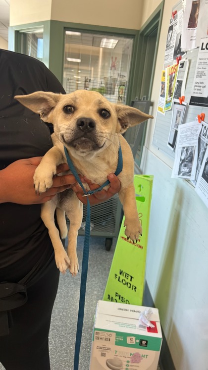 Shelter Stray Female Dog last seen Near 7th St., Oakland,, 1101 29th Ave, Oakland, CA 94601, USA