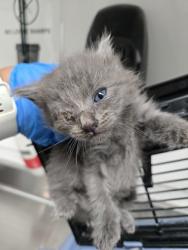 Shelter Stray Male Cat last seen Near edes ave, Oakland, CA, 1101 29th Ave, Oakland, CA 94601, USA