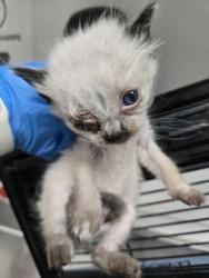 Shelter Stray Female Cat last seen Near edes ave, Oakland, CA, 1101 29th Ave, Oakland, CA 94601, USA
