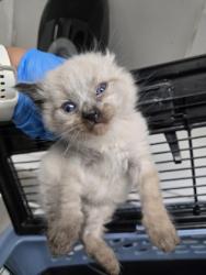 Shelter Stray Male Cat last seen Near edes ave, Oakland, CA, 1101 29th Ave, Oakland, CA 94601, USA