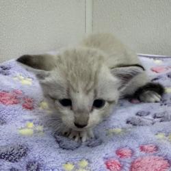 Shelter Stray Male Cat last seen Sandy Creek/ Creek Side, Brazos County, TX, 5359 Leonard Rd, Bryan, TX 77807, USA