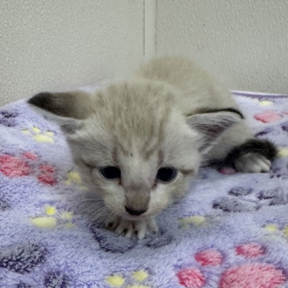 Shelter Stray Male Cat last seen Sandy Creek/ Creek Side, Brazos County, TX, 5359 Leonard Rd, Bryan, TX 77807, USA