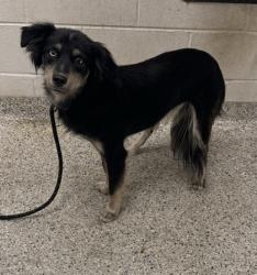 Shelter Stray Female Dog last seen Near N Euclid, 64118, MO, 7077 Elmwood Ave, Kansas City, MO 64132, USA