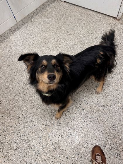 Shelter Stray Male Dog last seen Near N Euclid, 64118, MO, 7077 Elmwood Ave, Kansas City, MO 64132, USA