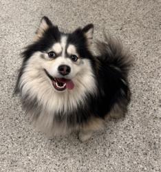 Shelter Stray Female Dog last seen Near N Euclid, 64118, MO, 7077 Elmwood Ave, Kansas City, MO 64132, USA