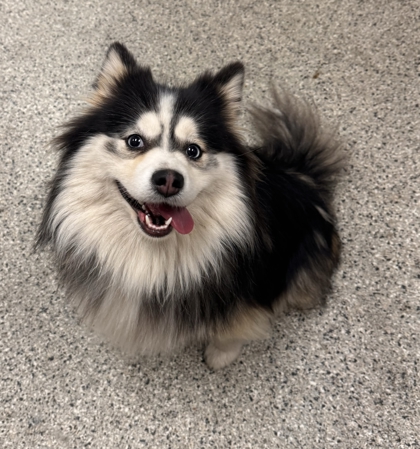 Shelter Stray Female Dog last seen Near N Euclid, 64118, MO, 7077 Elmwood Ave, Kansas City, MO 64132, USA
