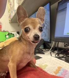 Shelter Stray Female Dog last seen Bruce R Watkins and Meyer Blvd, KCMO, 64132, 64132, MO, 7077 Elmwood Ave, Kansas City, MO 64132, USA