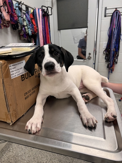 Shelter Stray Male Dog last seen Near Bellefontaine Ave 64132, 64132, MO, 7077 Elmwood Ave, Kansas City, MO 64132, USA