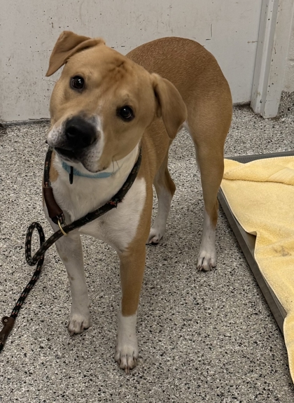 Shelter Stray Male Dog last seen Near Wornall Rd, Kansas City, MO 64112, 64112, MO, 7077 Elmwood Ave, Kansas City, MO 64132, USA