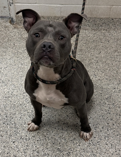 Shelter Stray Male Dog last seen Near Cypress Ave, 64127, MO, 7077 Elmwood Ave, Kansas City, MO 64132, USA
