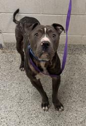 Shelter Stray Male Dog last seen Near E Bannister Road, 64137, MO, 7077 Elmwood Ave, Kansas City, MO 64132, USA