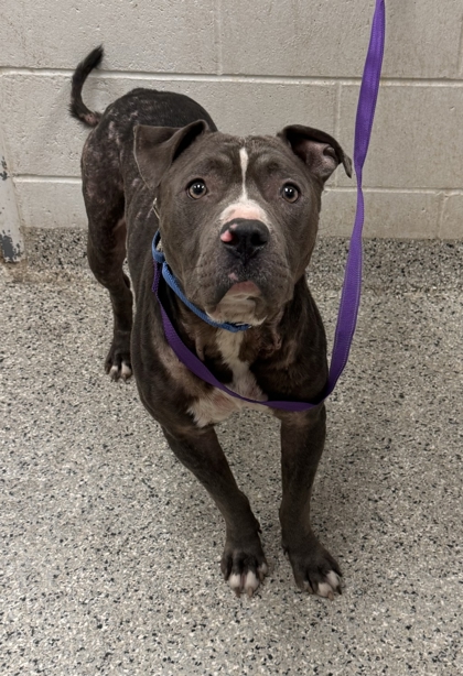 Shelter Stray Male Dog last seen Near E Bannister Road, 64137, MO, 7077 Elmwood Ave, Kansas City, MO 64132, USA