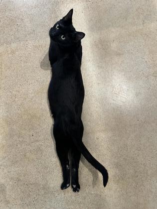 Shelter Stray Male Cat last seen Near N Northwood Rd, Kansas City, MO 64151, 64151, MO, 7077 Elmwood Ave, Kansas City, MO 64132, USA