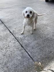 Reunited Female Dog last seen Dover park trail, Mansfield, TX 76001