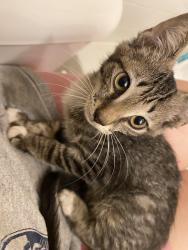 Found/Stray Female Cat last seen Sunchon road, Fort Bragg, NC 28307