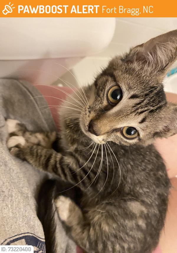 Found/Stray Female Cat last seen Sunchon road, Fort Bragg, NC 28307