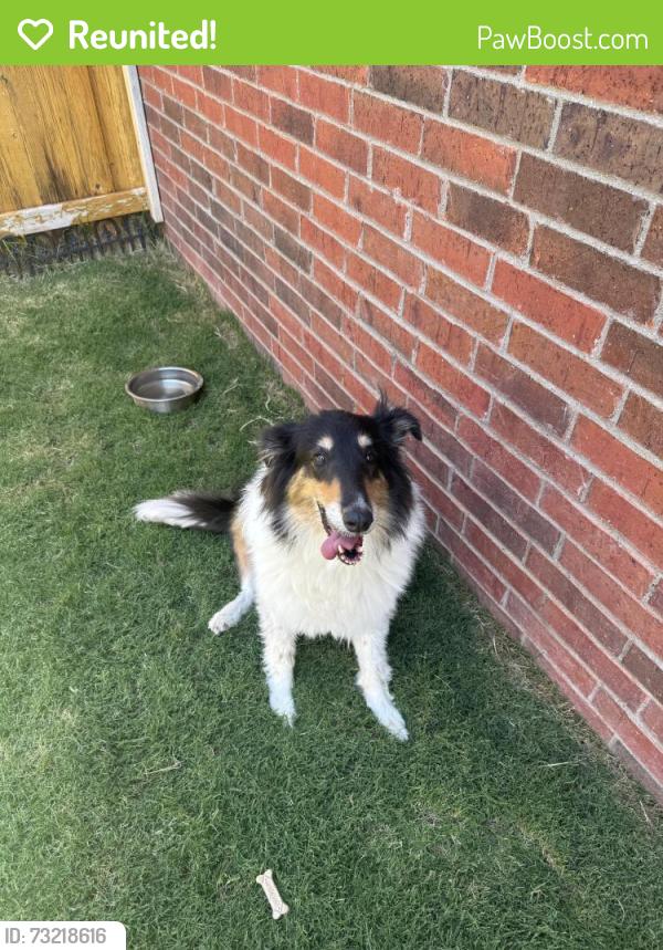 Reunited Female Dog last seen 99th Pl, Lubbock, TX 79423