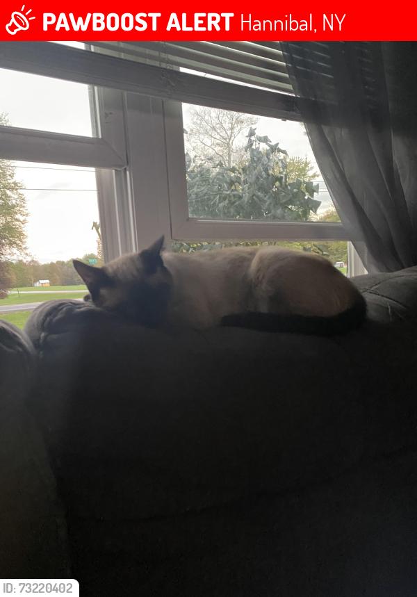 Lost Female Cat last seen County route 7 and peat bed, Hannibal, NY 13074