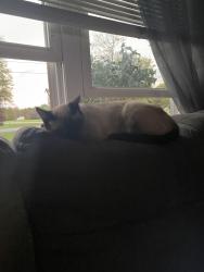 Lost Female Cat last seen County route 7 and peat bed, Hannibal, NY 13074