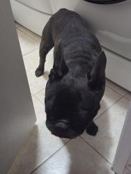 Reunited Male Dog last seen Trinity Vista Trail, Lakes of River Trails North, Fort Worth, TX 76118