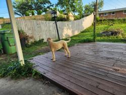 Found/Stray Female Dog last seen Near Reavis and 55, Affton, MO 63123