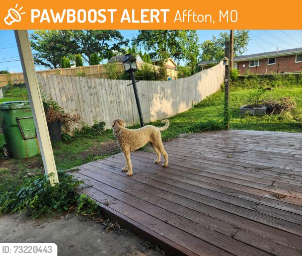 Found/Stray Female Dog last seen Near Reavis and 55, Affton, MO 63123