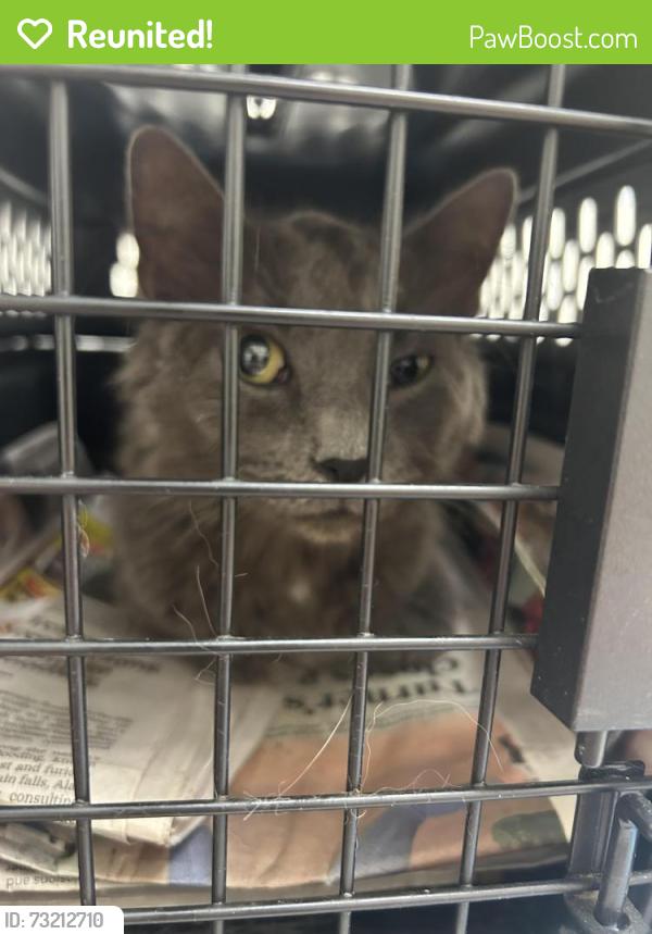 Reunited Female Cat last seen Near pa harry dr Chambersburg pa 17202, Chambersburg, PA 17202