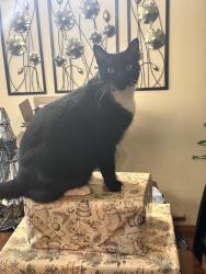 Reunited Male Cat last seen Jackson and wall, Spokane, WA 99205
