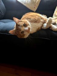 Found/Stray Male Cat last seen Drake & Ainslie, Chicago, IL 60625
