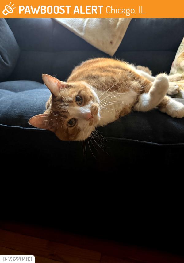 Found/Stray Male Cat last seen Drake & Ainslie, Chicago, IL 60625