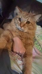 Lost Male Cat last seen Kingston, Las Cruces, NM 88001