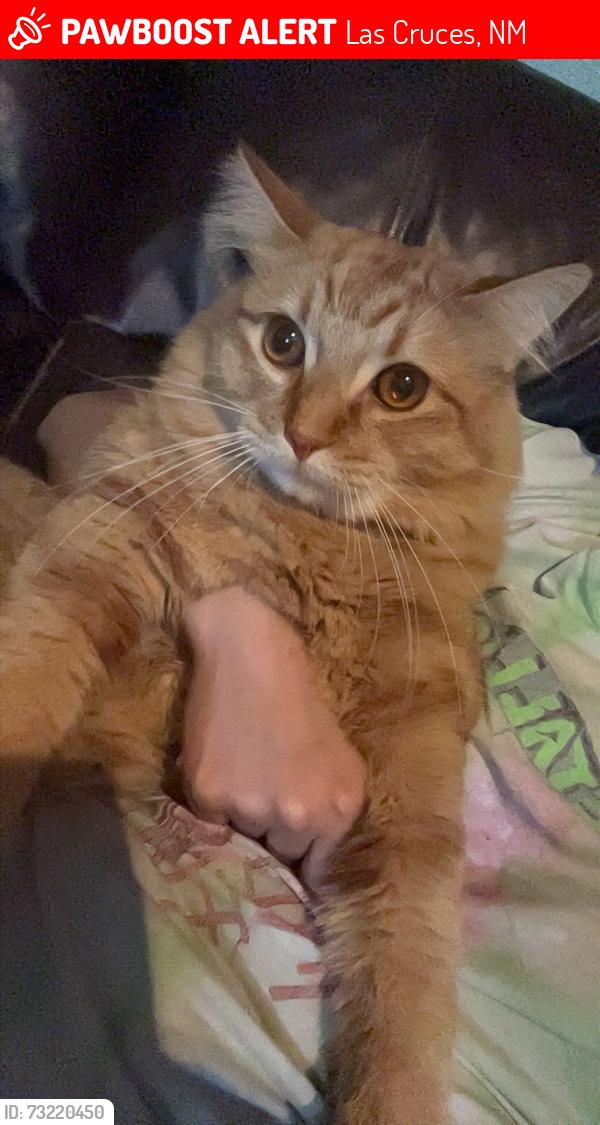 Lost Male Cat last seen Kingston, Las Cruces, NM 88001