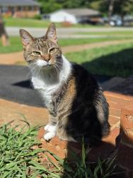 Lost Female Cat last seen Keltner circle, Spartanburg, SC 29302