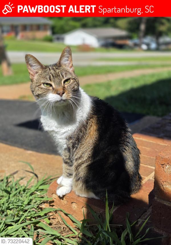 Lost Female Cat last seen Keltner circle, Spartanburg, SC 29302