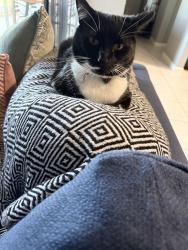 Lost Female Cat last seen Winterside and Villamaire, Apollo Beach, FL 33572