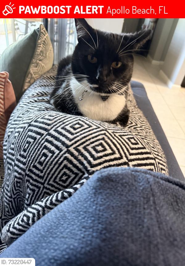 Lost Female Cat last seen Winterside and Villamaire, Apollo Beach, FL 33572