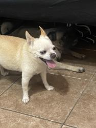 Reunited Male Dog last seen Riverside, prospect ave, Riverside, CA 92507